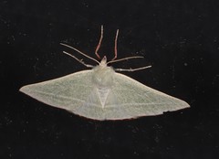 Oenochroma infantilis