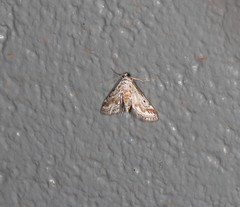 Parapoynx dentizonalis