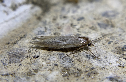 iNaturalist observation photo of Butterflies and Moths