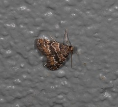 Parapoynx tenebralis