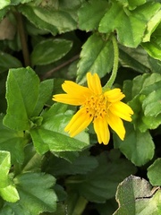 Sphagneticola trilobata