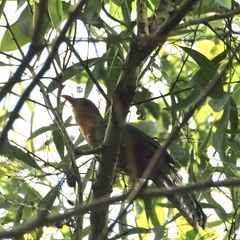 Zanclostomus javanicus