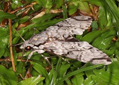 Psilogramma papuensis