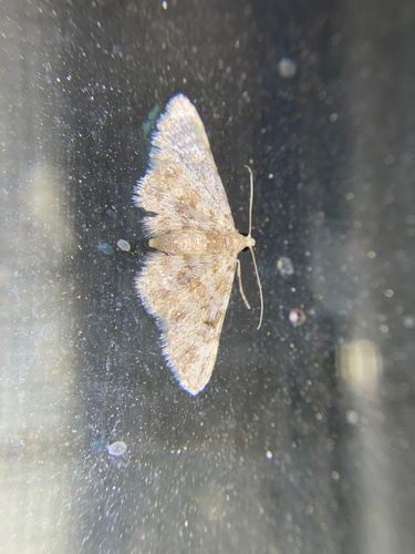 iNaturalist observation photo of Dwarf Tawny Wave