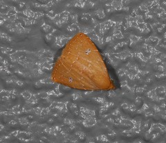 Rivula everta