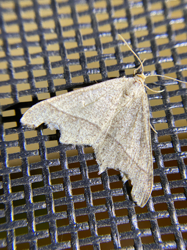 iNaturalist observation photo of Ennominae