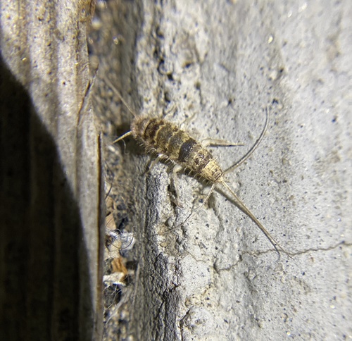 iNaturalist observation photo of Firebrat
