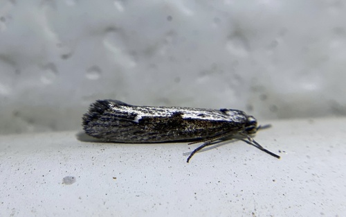 iNaturalist observation photo of Ethmia epileuca
