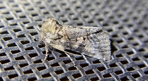 iNaturalist observation photo of Abrostola parvula