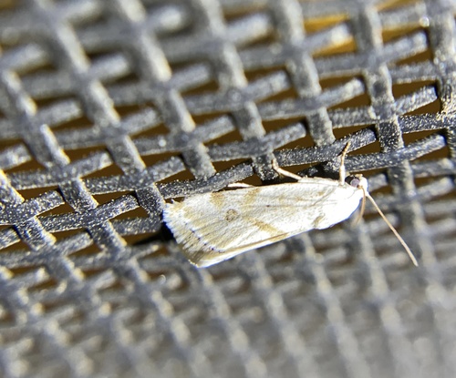 iNaturalist observation photo of Acontiinae