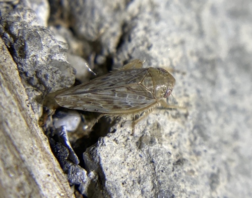 iNaturalist observation photo of Acinopterus