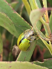 Paropsisterna hectica