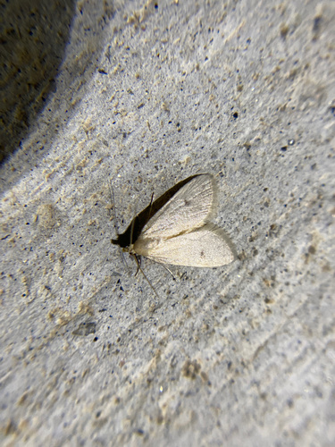 iNaturalist observation photo of Butterflies and Moths