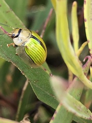 Paropsisterna hectica