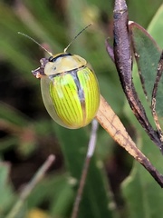 Paropsisterna hectica