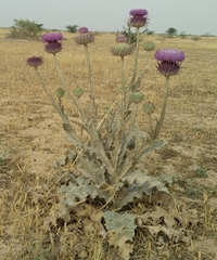 Onopordum leptolepis