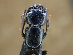 Tasgius melanarius