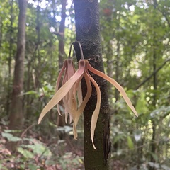 Polyalthia cauliflora