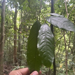 Polyalthia cauliflora