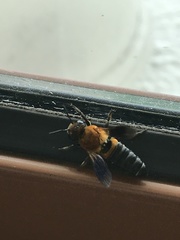 Megachile umbripennis