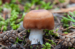 Cortinarius armeniacus