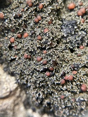 Fuscopannaria maritima