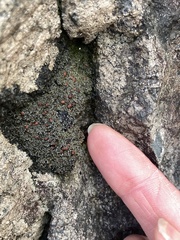 Fuscopannaria maritima