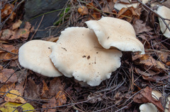 Leucopaxillus cutefractus