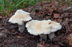 Leucopaxillus cutefractus