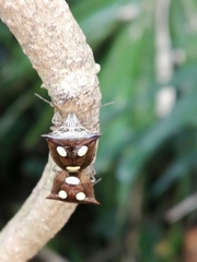 Paracritheus trimaculatus