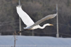Ardea alba