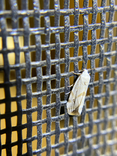 iNaturalist observation photo of Acontiinae