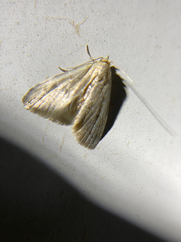 iNaturalist observation photo of Butterflies and Moths