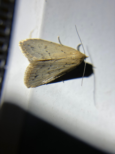 iNaturalist observation photo of Butterflies and Moths