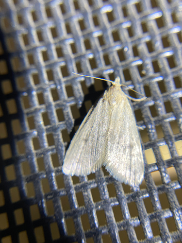 iNaturalist observation photo of Crambid Snout Moths