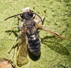 Andrena ruficrus