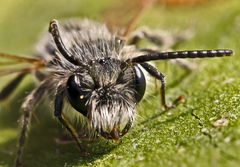 Andrena ruficrus