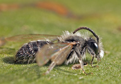 Andrena ruficrus