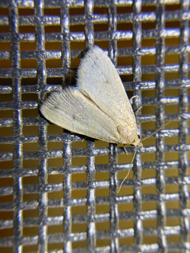 iNaturalist observation photo of Butterflies and Moths