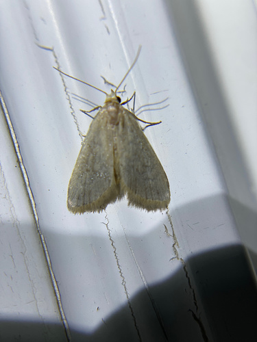 iNaturalist observation photo of Butterflies and Moths