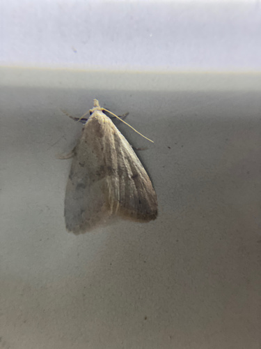 iNaturalist observation photo of Crambid Snout Moths
