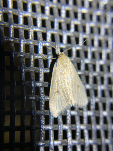 iNaturalist observation photo of Butterflies and Moths