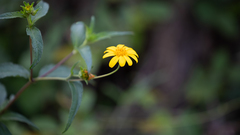 Aspilia mossambicensis