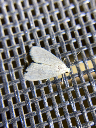iNaturalist observation photo of Butterflies and Moths
