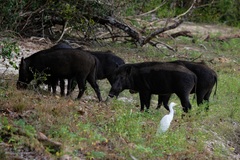 Sus scrofa affinis