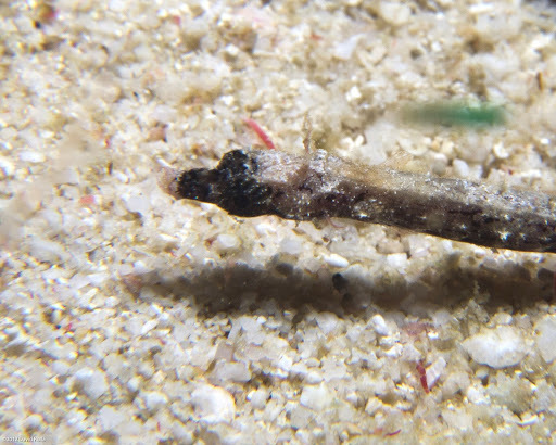 Anderson's Pipefish