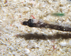 Micrognathus andersonii