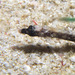 Anderson's Pipefish - Photo (c) 104623964081378888743, some rights reserved (CC BY-NC), uploaded by 104623964081378888743