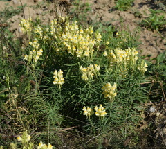 Linaria biebersteinii ruthenica