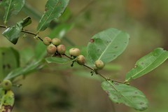 Glochidion littorale